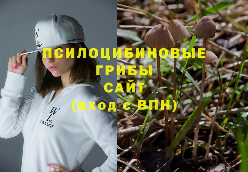 купить   Азов  blacksprut как войти  Псилоцибиновые грибы MAGIC MUSHROOMS 